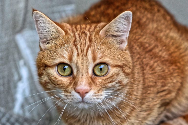 Le razze più diffuse di gatto rosso: caratteristiche comuni e curiosità