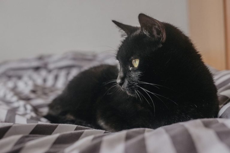 La storia di Biglou: il gatto nato strabico che ha cambiato vita [FOTO]