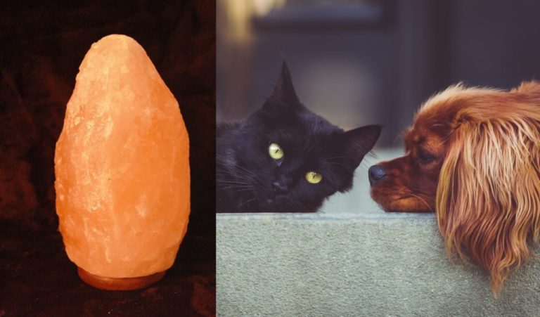 Lampade di sale: perché possono essere pericolose per cani e gatti