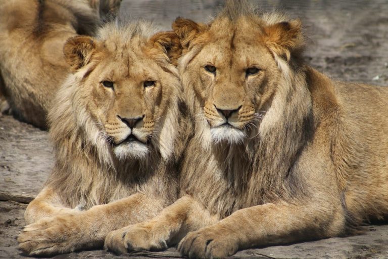 Allarme estinzione: per i leoni il rischio di scomparire è alto, lo conferma il WWF