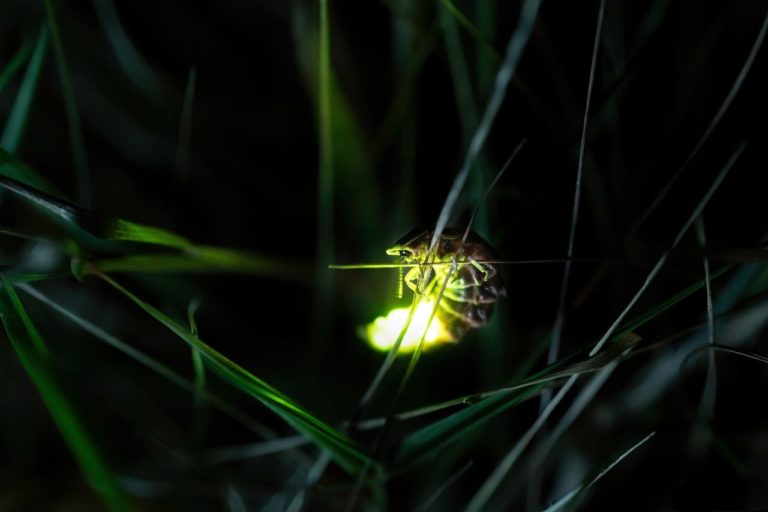 Perché le lucciole si illuminano? La verità dietro questo affascinante fenomeno naturale