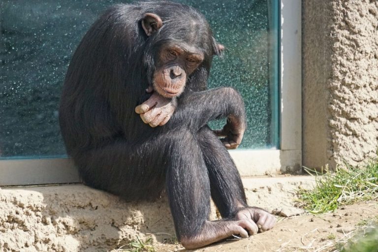 La storia commovente di Tarzan: lo scimpanzé incatenato per 25 anni, oggi è salvo