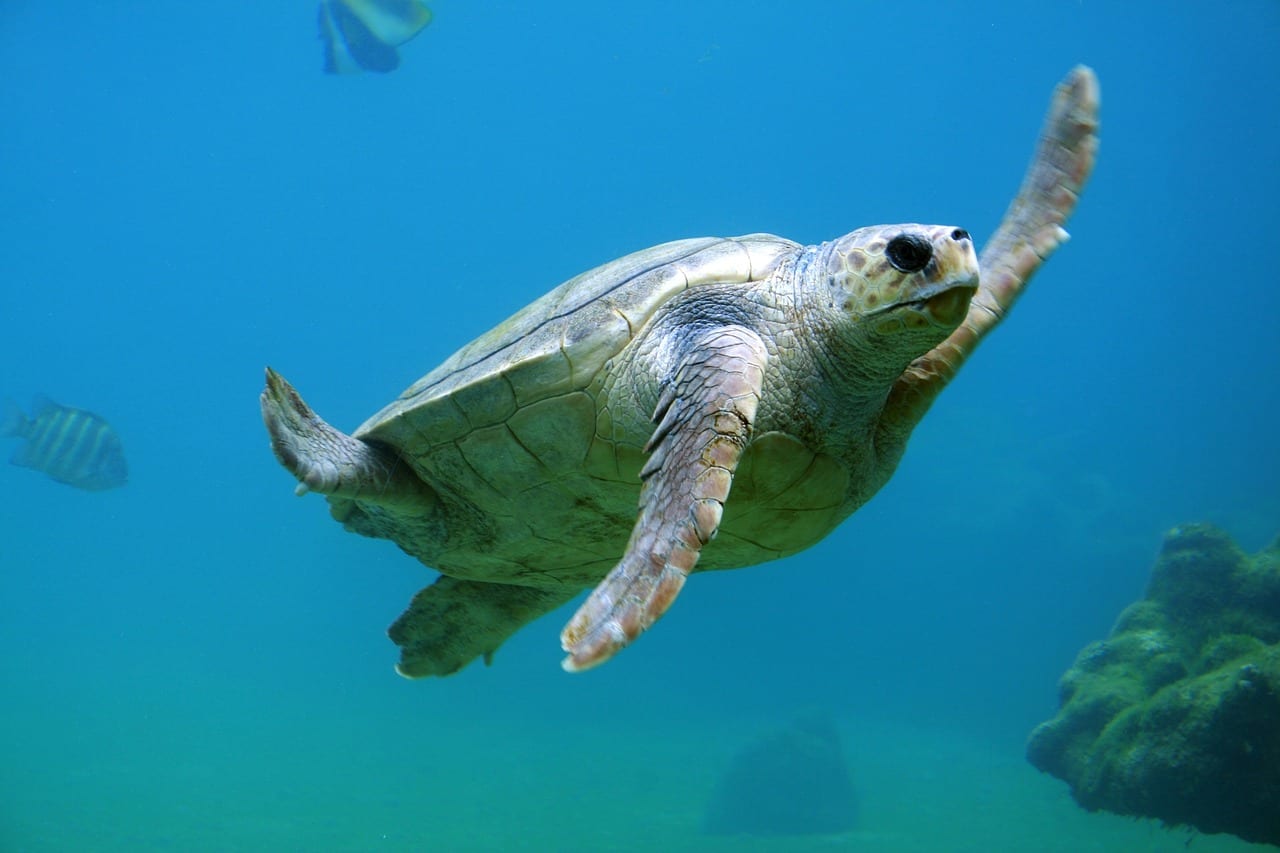 tartarughe marine nuotano in cerchio