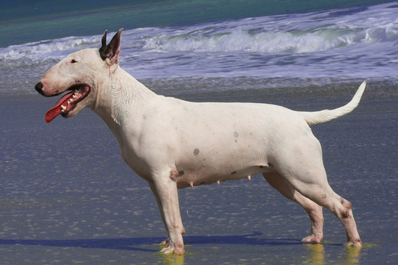 Bull Terrier: caratteristiche e curiosità sul cane muscoloso dal cuore tenero