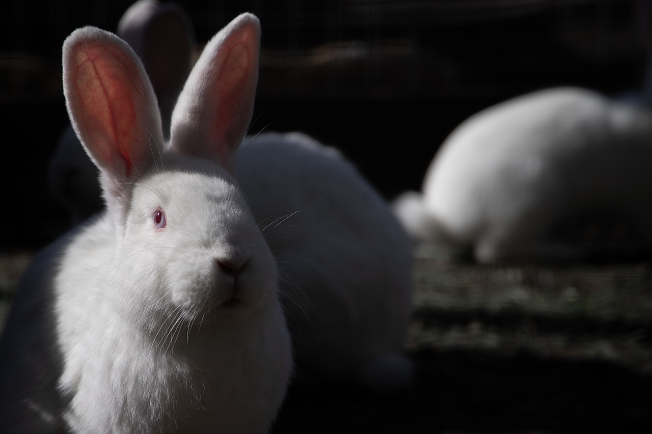 Coniglio Volpe: caratteristiche e curiosità sulla specie rara che non nasce in natura