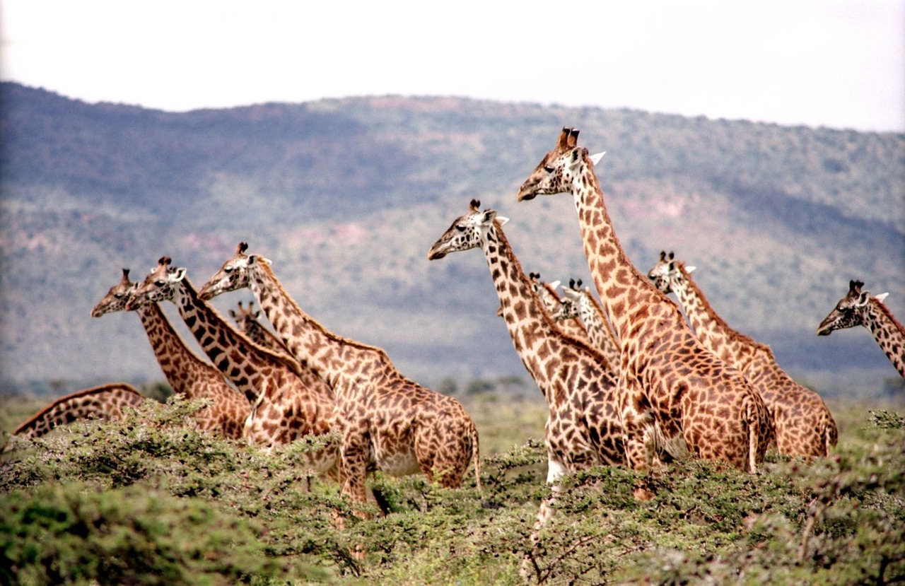 Giornata Mondiale della Giraffa: la specie in pericolo per la prima volta nella storia