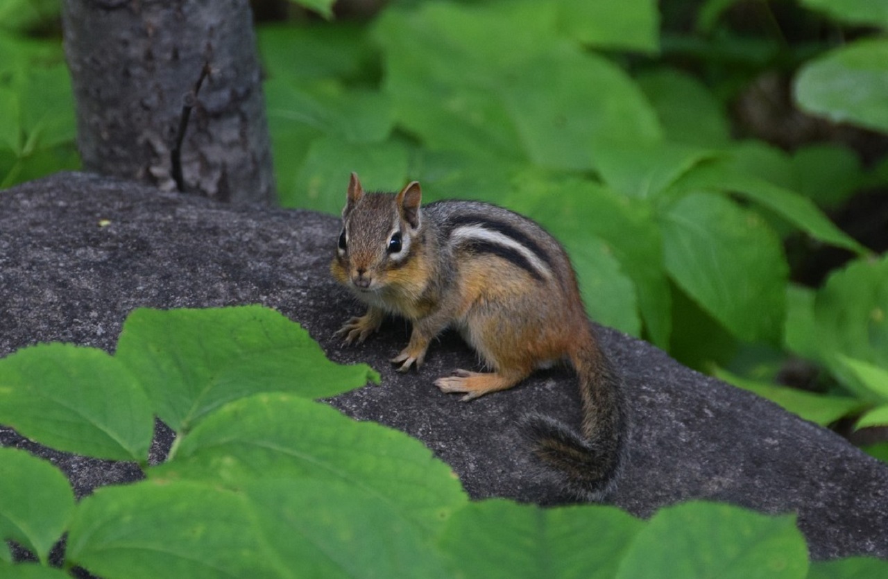 Come rendere uno scoiattolo giapponese un animale domestico: abituarlo alla lettiera e alla gabbietta