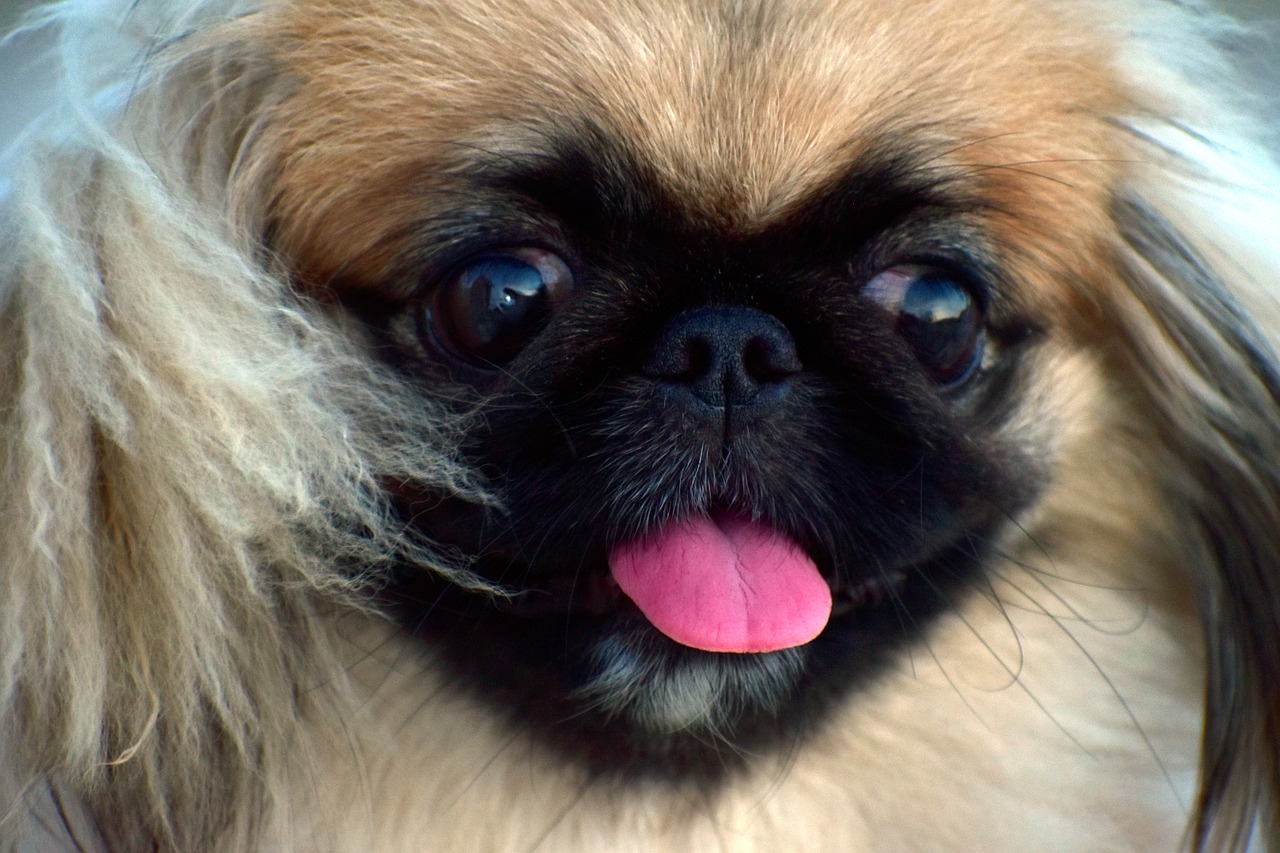 Chi è Wasabi, il Pechinese che si aggiudica il titolo di cane più bello d’America [FOTO]