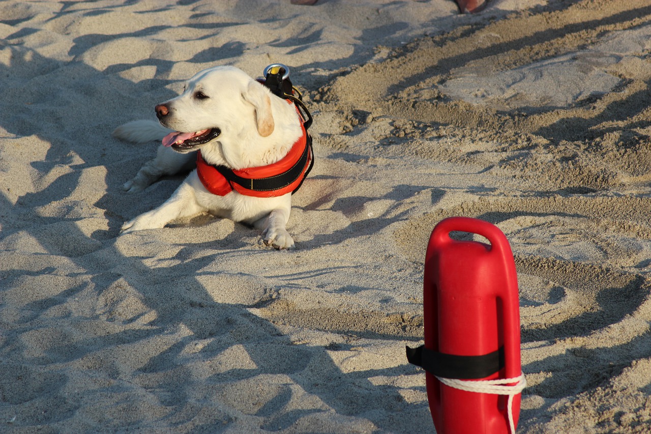 Addestrare cani bagnino: i passaggi fondamentali e le razze più adatte a questo compito