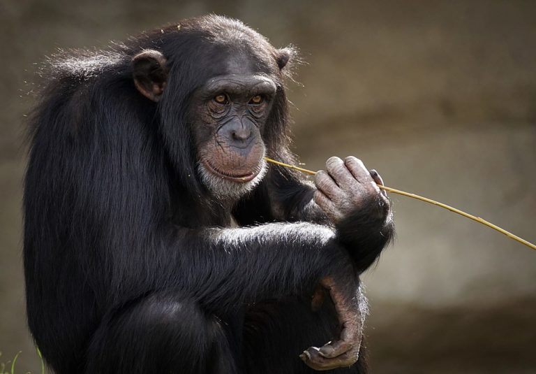 Una classifica speciale degli animali più intelligenti: dai pappagalli alle scimmie