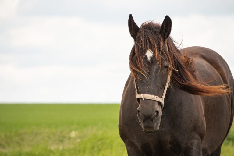 Ansia nel cavallo: come riconoscerla e curarla nella maniera opportuna