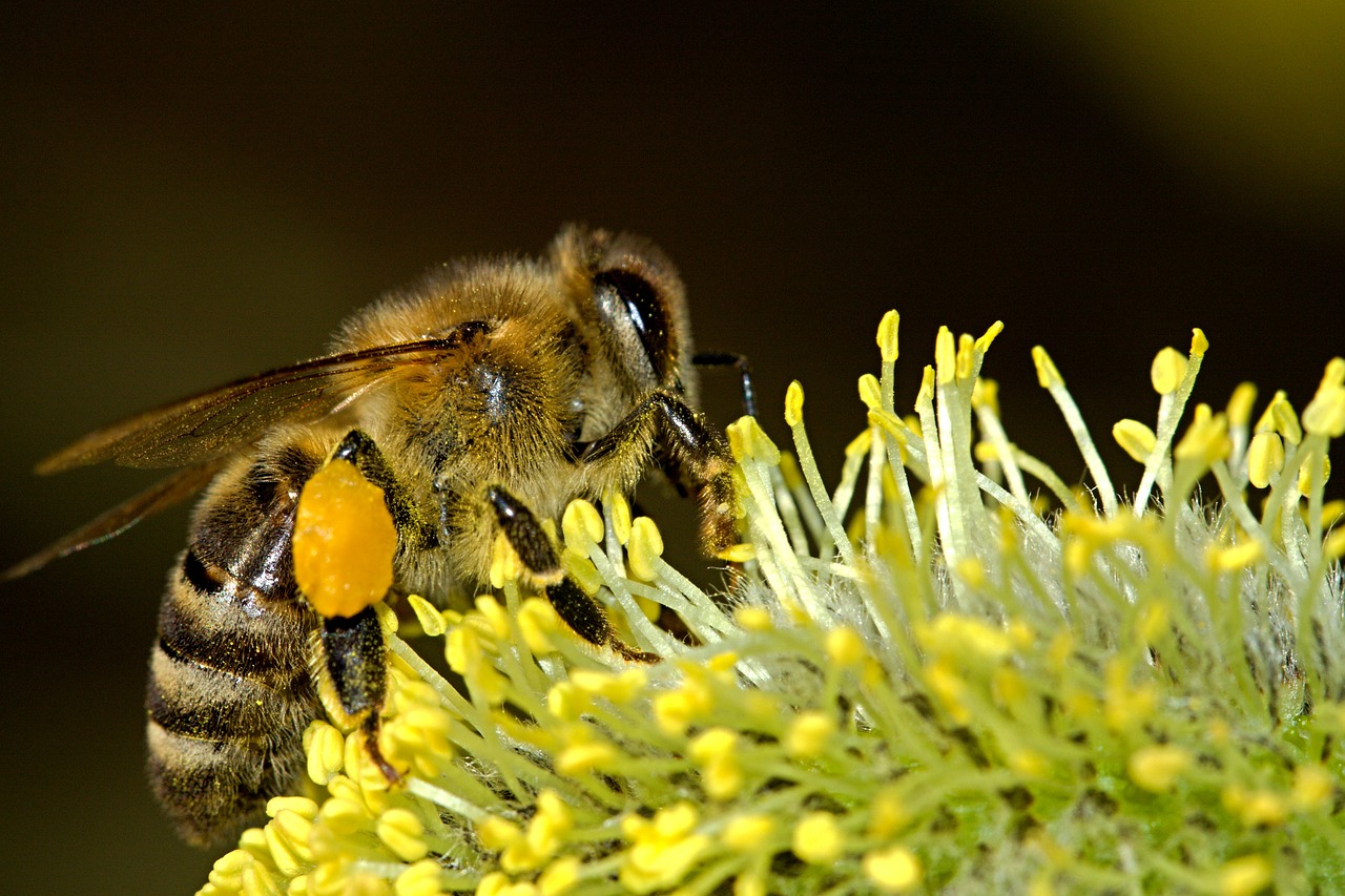 Le api del capo e il singolare fenomeno di “auto-clonazione” messo in atto da questi insetti