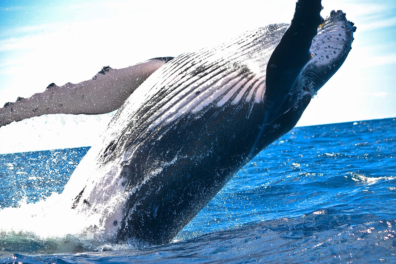 Le balene oggi sono più corte: le cause di questo fenomeno singolare