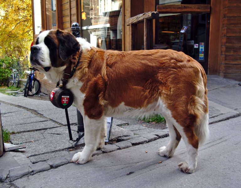 San Bernardo: caratteristiche e curiosità sul cane gigante dal volto buono