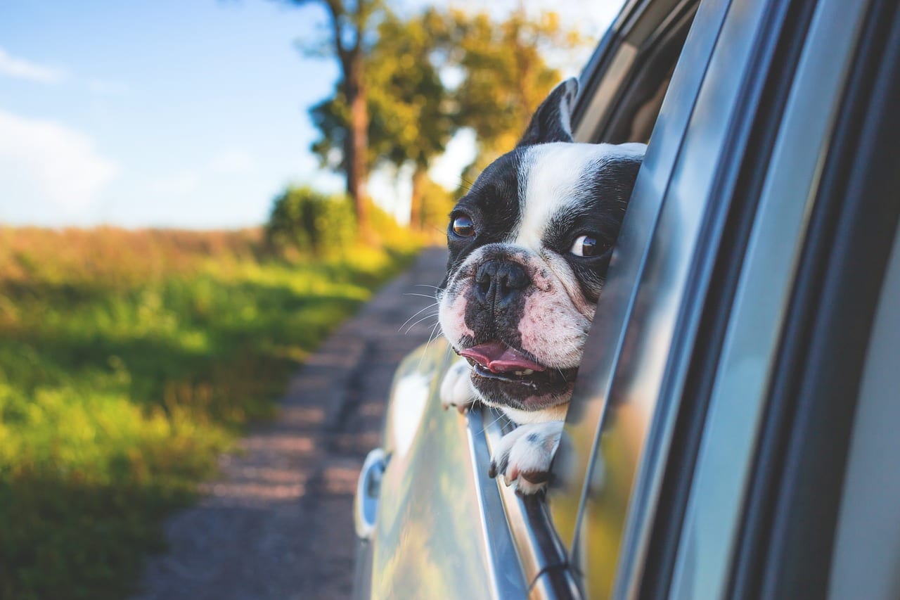 cane mal d'auto