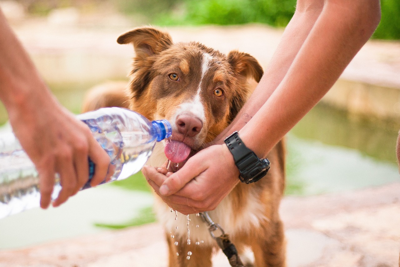 Cani e caldo: quali sono le bevande dissetanti e quali quelle assolutamente vietate