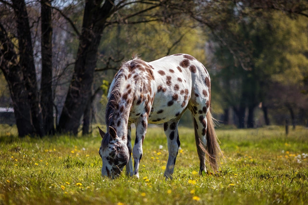 cavallo Appaloosa