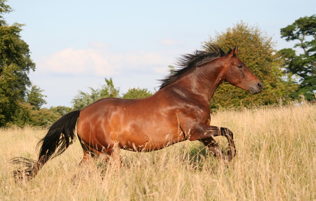 cavallo Munstang