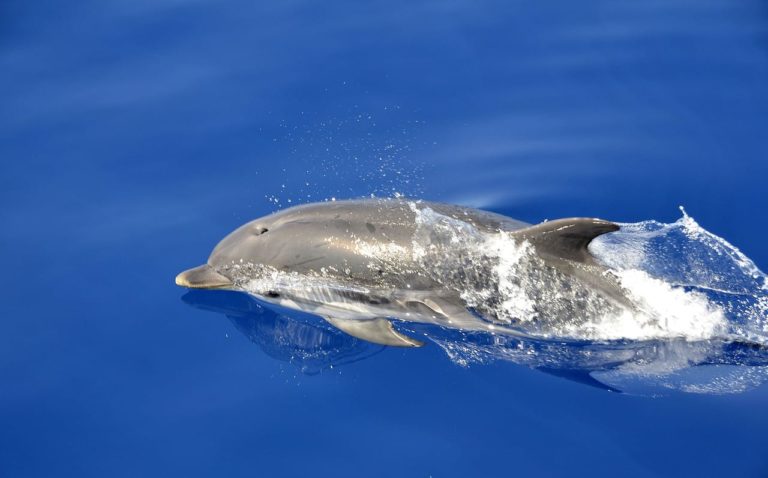 Un delfino nuota “abbracciato” ad un cucciolo di balena: la storia e le immagini commoventi [FOTO]