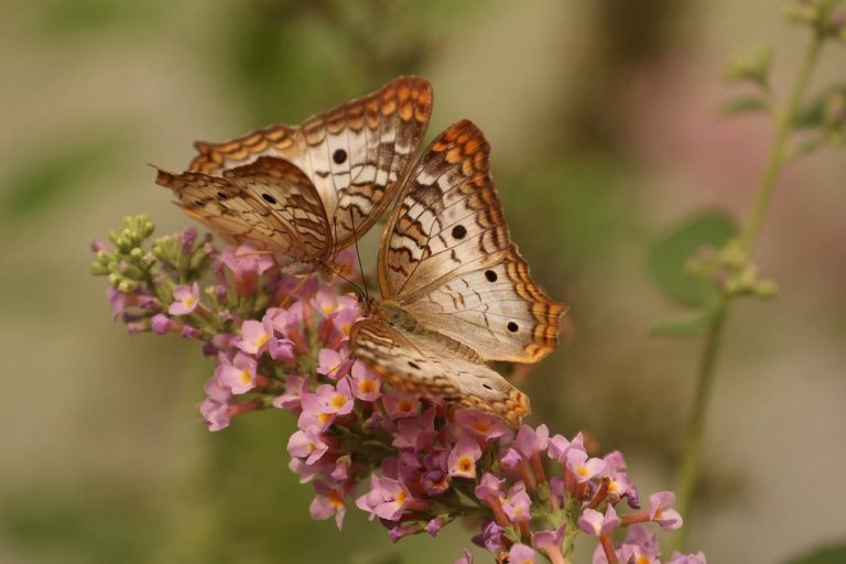 Le ali di una farfalla cambiano colore? Ecco cosa succede ad alcune specie