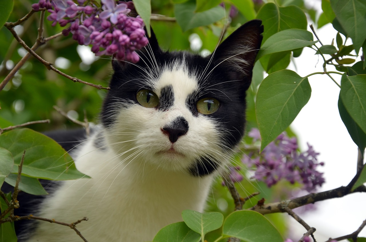 Patata, la gatta ultracentenaria che vive su un albero: i particolari della sua storia