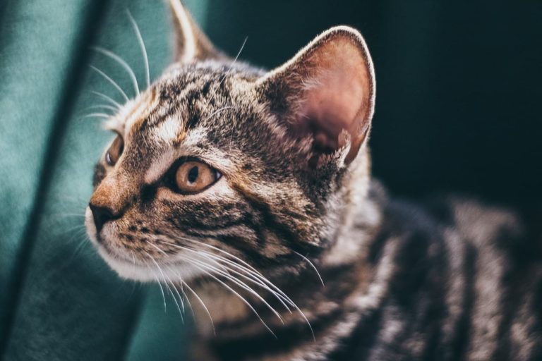 Udito del gatto: come capire se il micio è diventato sordo e aiutarlo