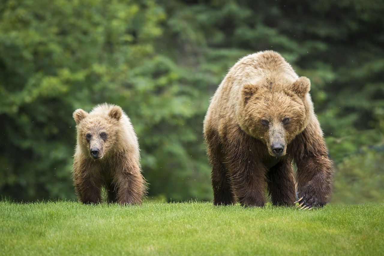 orso in piscina Canada