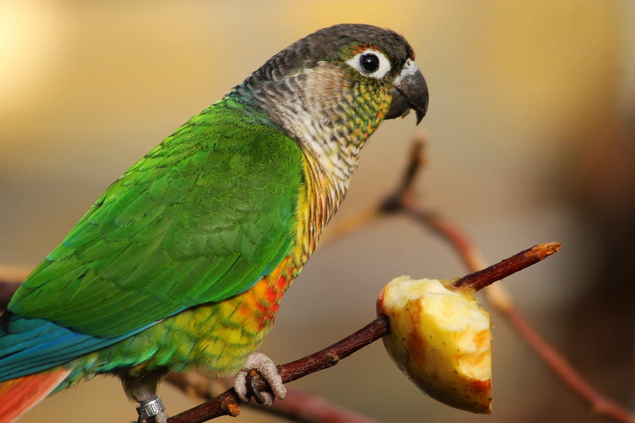 Frutta e verdura tossica per i pappagalli: quali cibi evitare