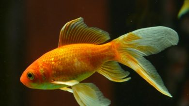 pesce rosso diventa bianco