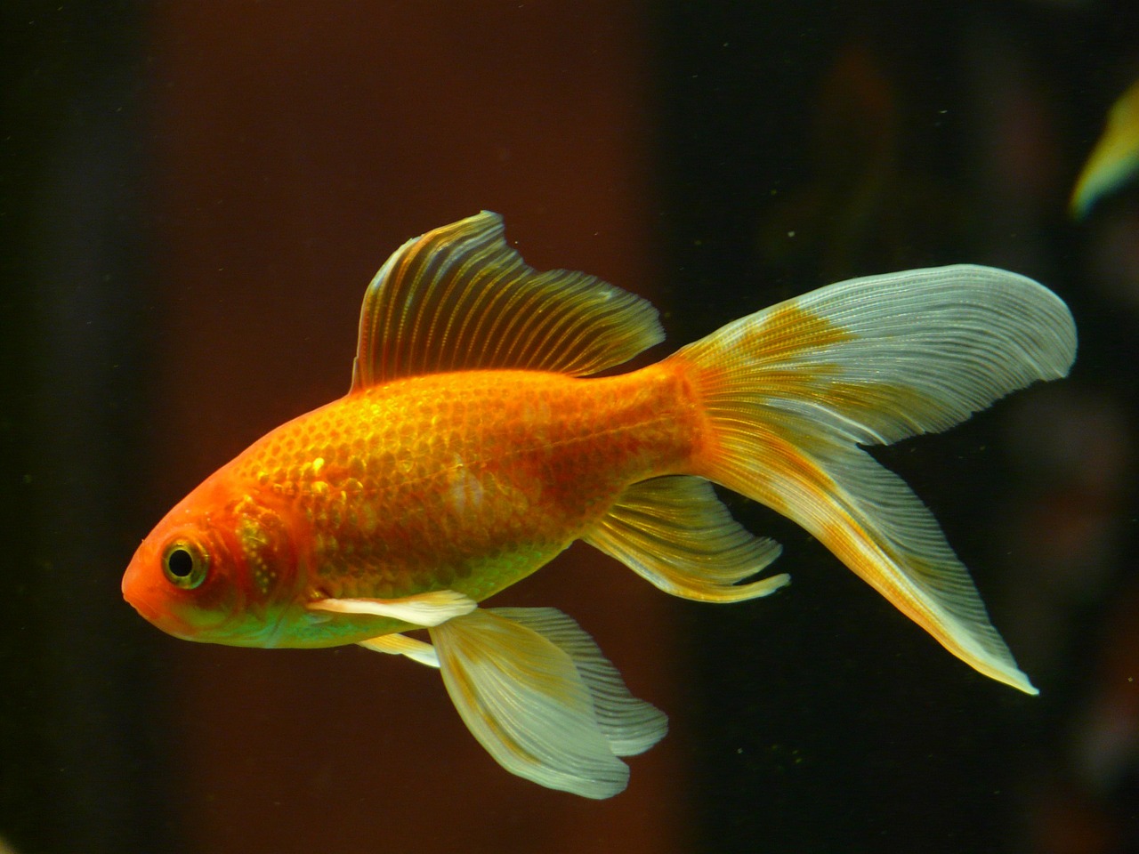 pesce rosso diventa bianco