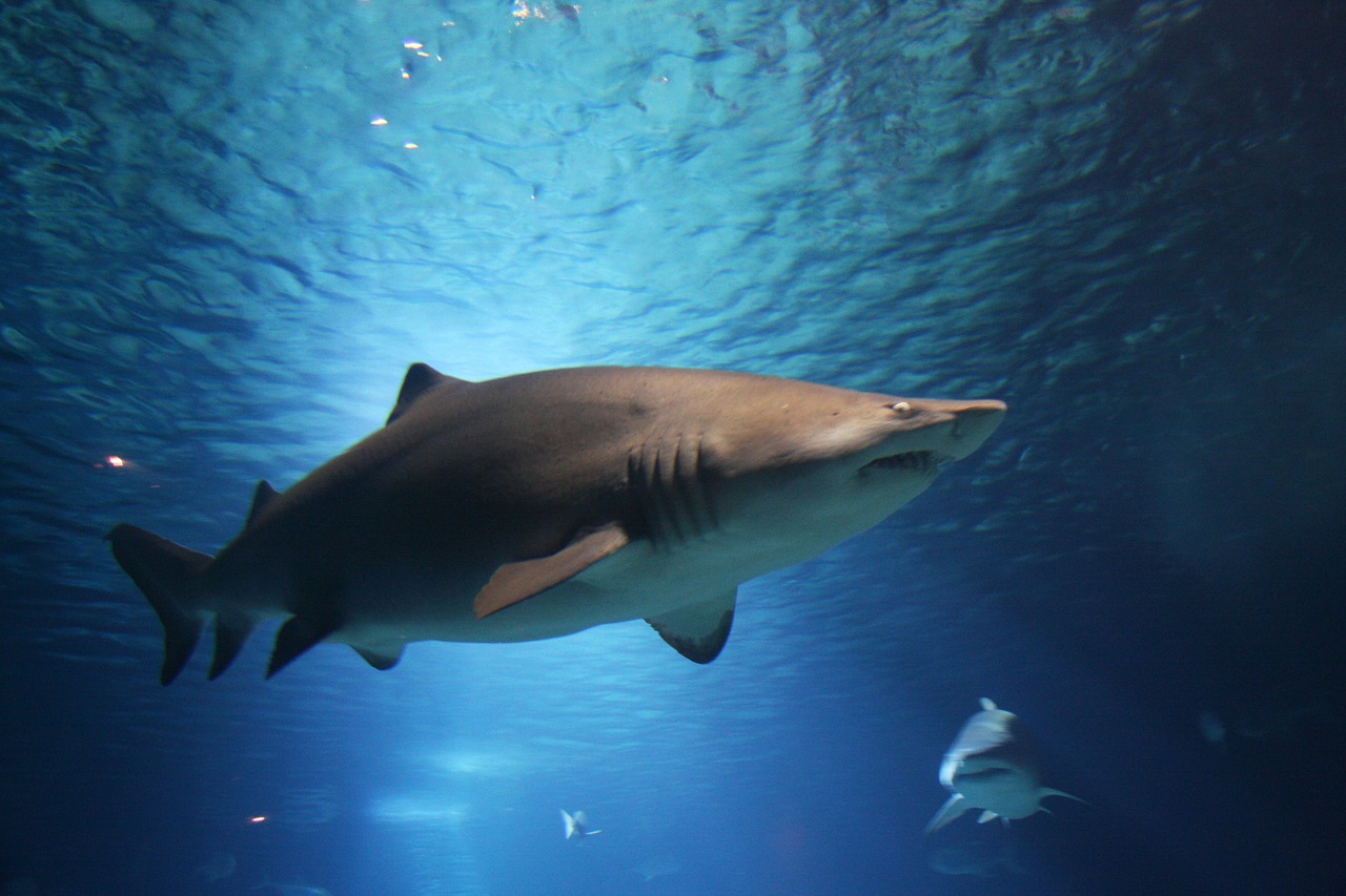Ponza, squalo di tre metri rimane impigliato in una rete da pesca: salvato dai pescatori