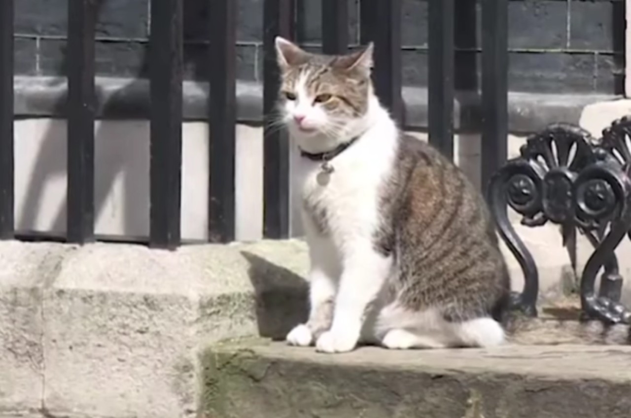Larry il gatto di Downing Street lancia un appello dopo il ‘liberi tutti’ in Inghilterra