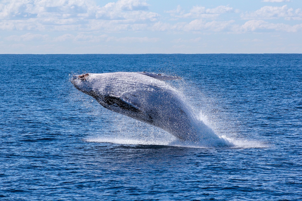 Balene: dopo quarant’anni tornano a popolare i loro habitat