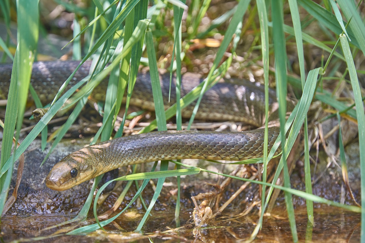 Biscia d’acqua: caratteristiche e peculiarità del serpente che vive nei laghi