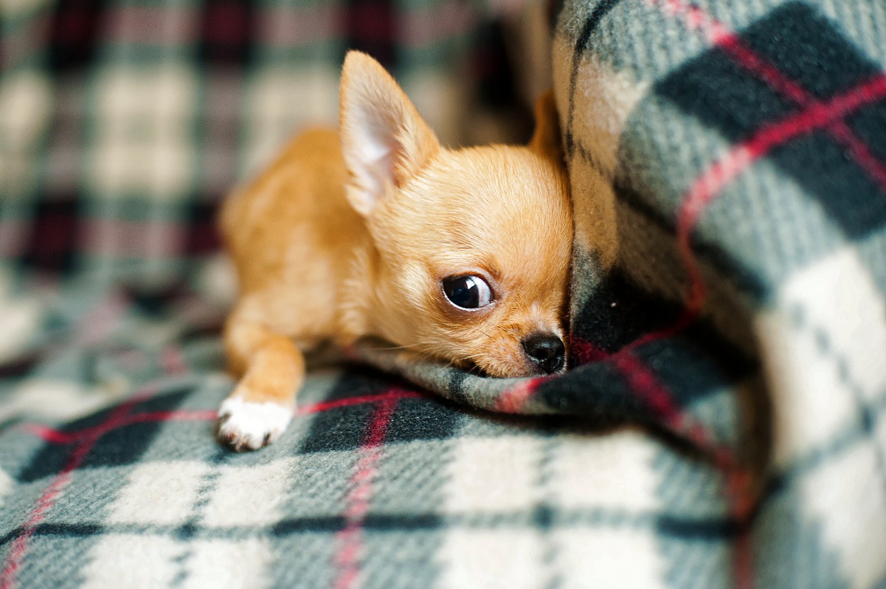 Cani di piccola taglia, malattie comuni: lussazione nei Chihuahua