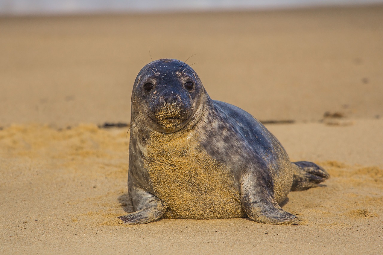 Coppia multata per aver toccato una foca rara: “Comportamento inaccettabile”