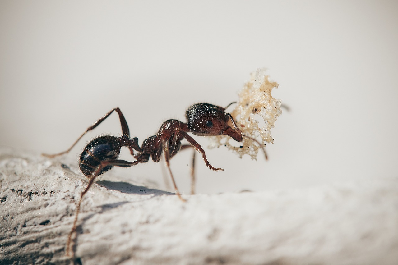 Biodiversità, scoperta in Italia nuova specie di formica dal comportamento insolito [FOTO]