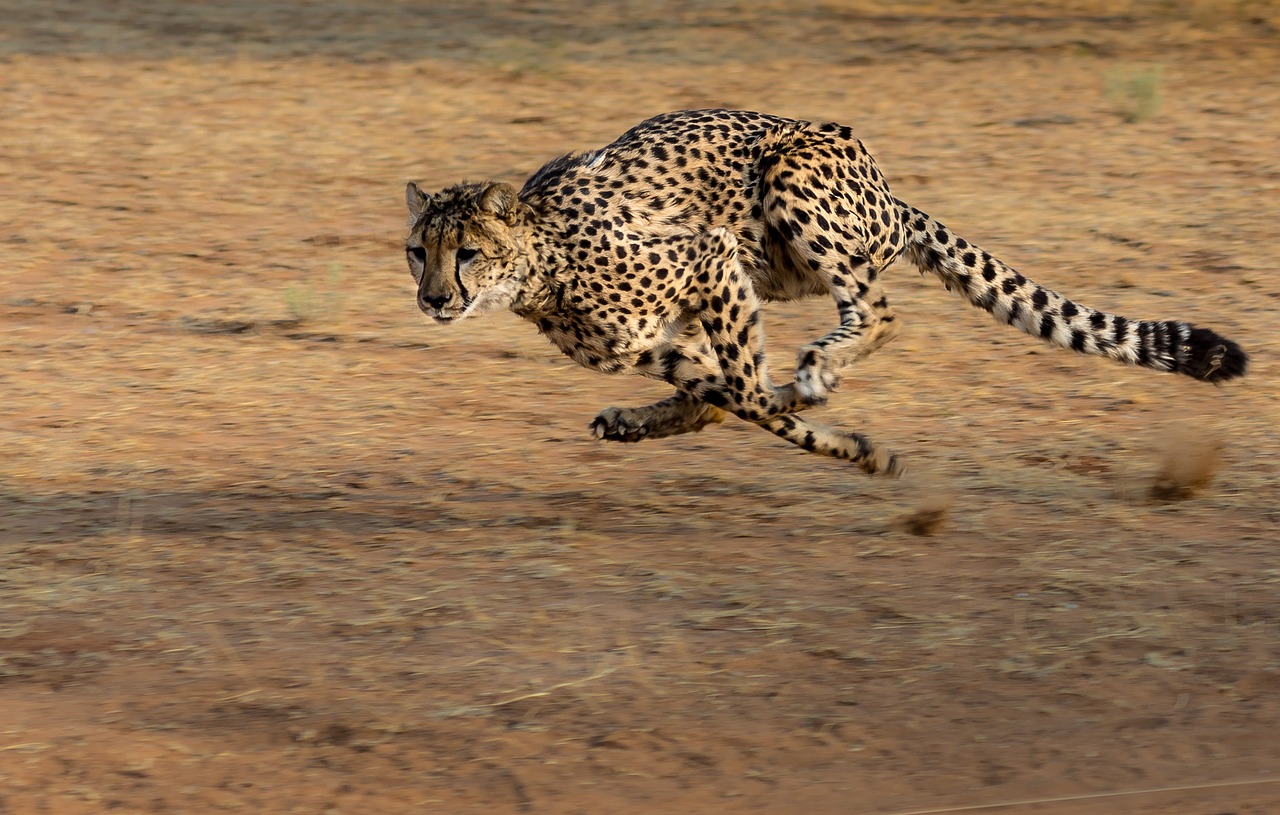 Ghepardo: i segreti che lo rendono l’animale più veloce del mondo