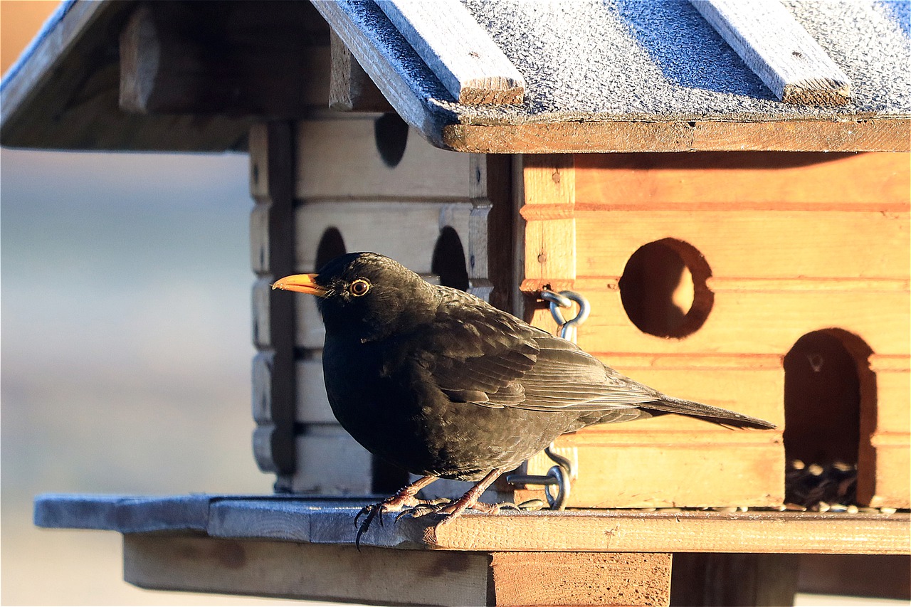 Le mangiatoie per uccelli creano dipendenza da cibo artificiale? Due studi a confronto