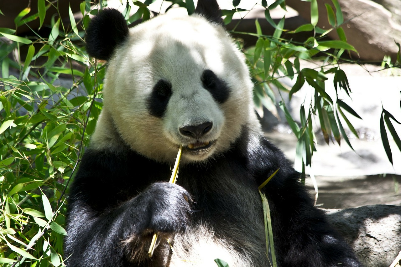 panda fuori rischio estinzione