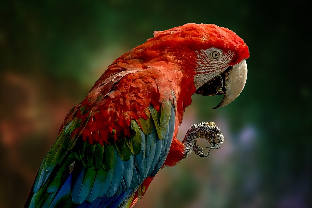 Muta nei pappagalli: aspetti naturali e principali anomalie