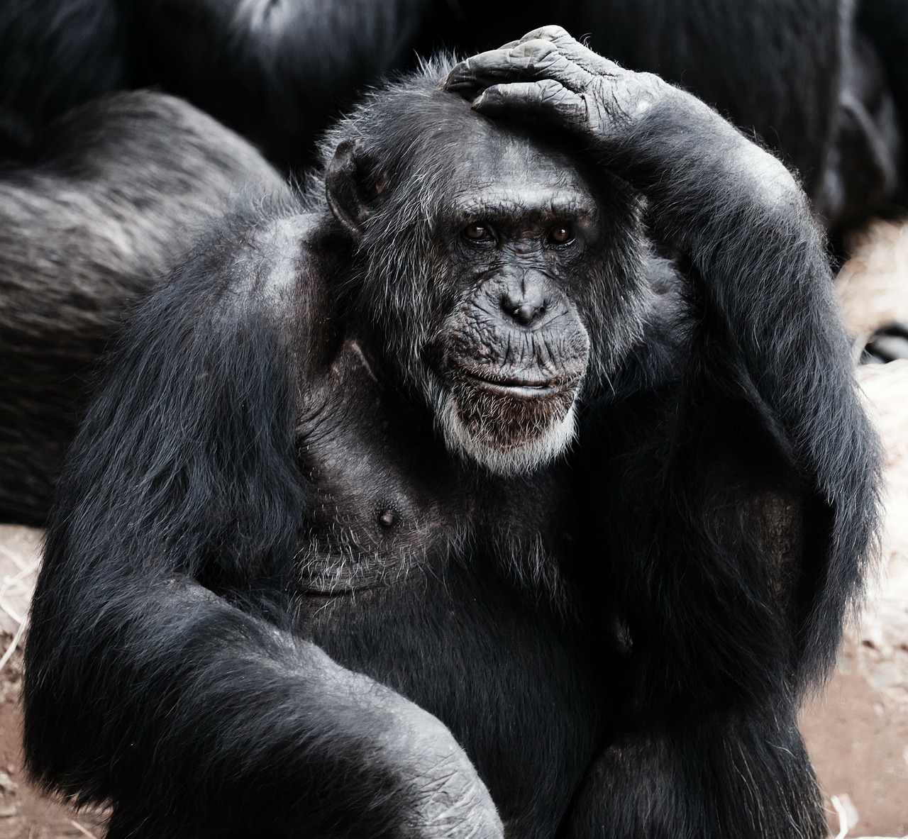 Primati: 8 comportamenti tipici degli esseri umani