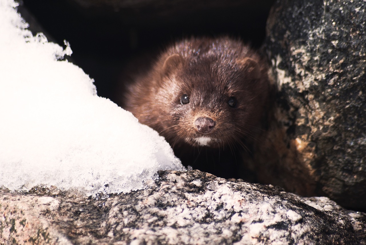 visone animale pelliccia proposta chiusura allevamenti