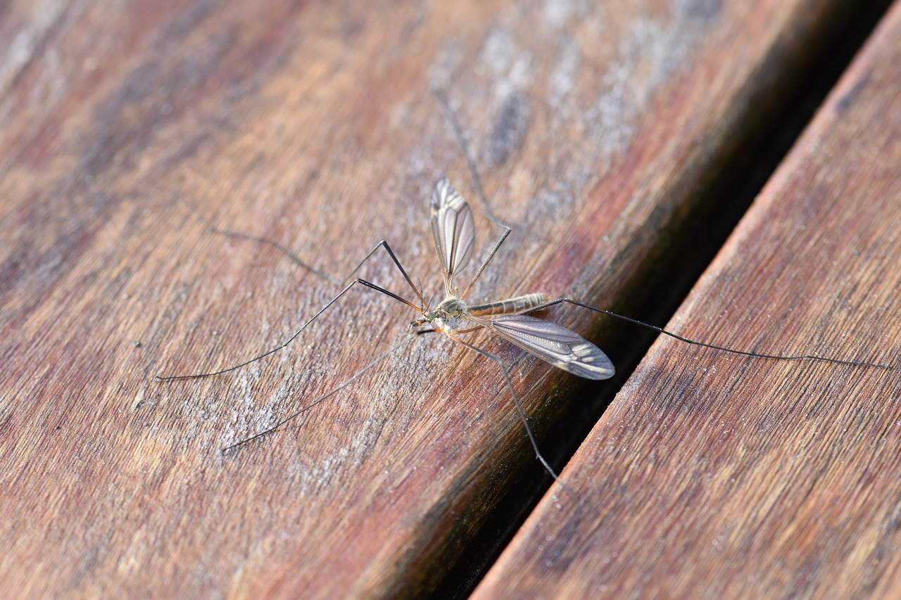 Le zanzare pungono anche in inverno? Ecco come sopravvivono al freddo