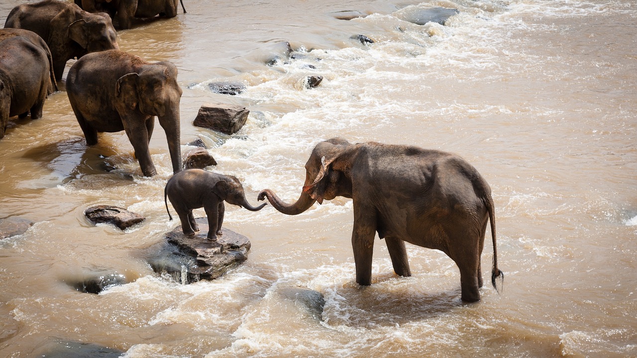 Giornata Mondiale Elefante