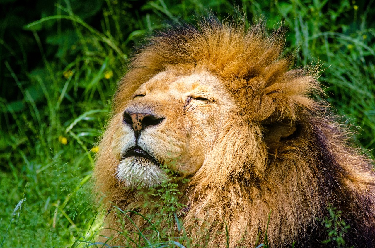 Giornata Mondiale del Leone: curiosità sul Re della Savana e le minacce alla sopravvivenza