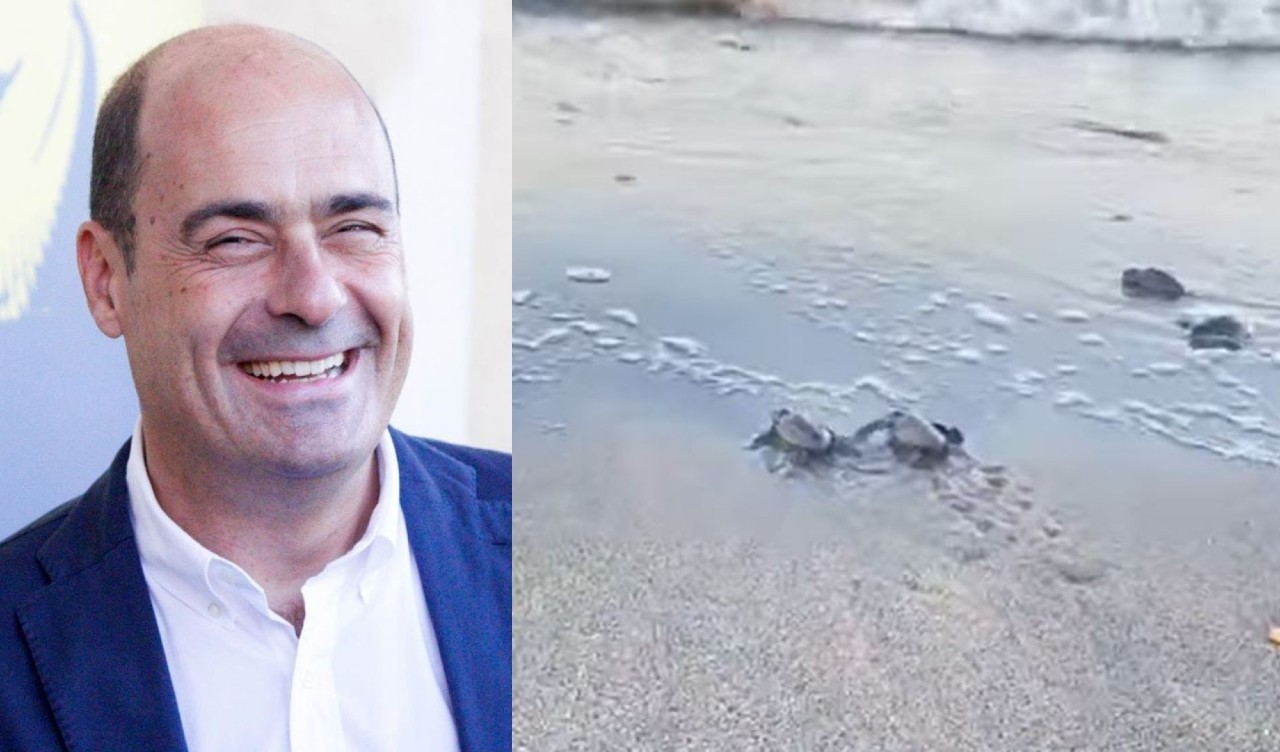 Nicola Zingaretti rende noto un evento straordinario: la nascita delle tartarughe ad Ostia [VIDEO]