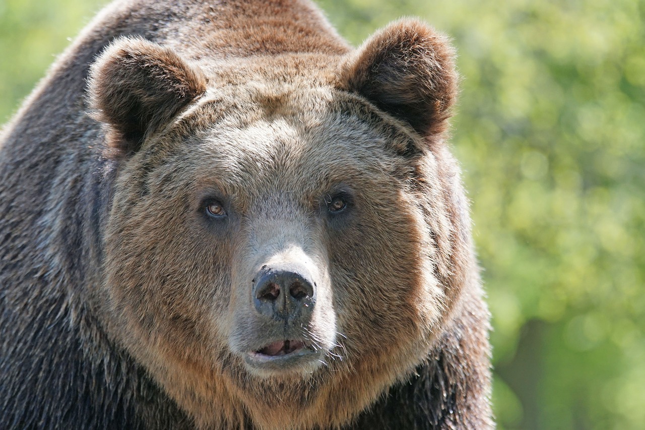 Automobilista insegue un orso in strada: interviene il WWF