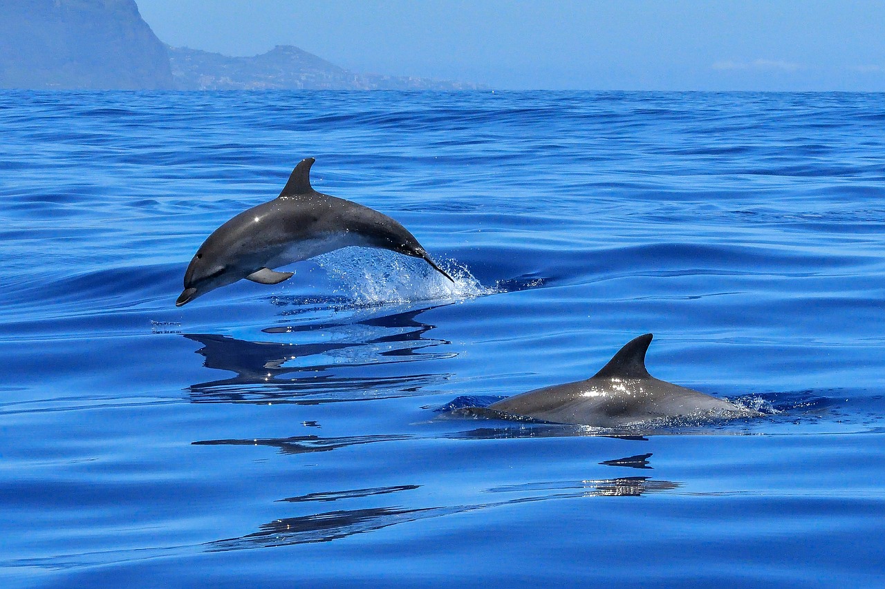Irlanda, delfini salvano la vita ad un nuotatore disperso nelle acque gelide