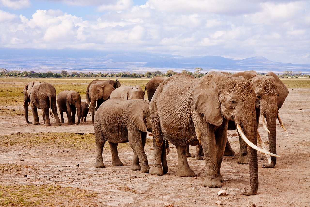 elefanti Sri Lanka divieto guida stato ebbrezza